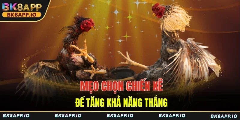 Mẹo chọn chiến kê để tăng khả năng thắng