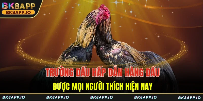 Trường đấu hấp dẫn hàng đầu được mọi người thích hiện nay