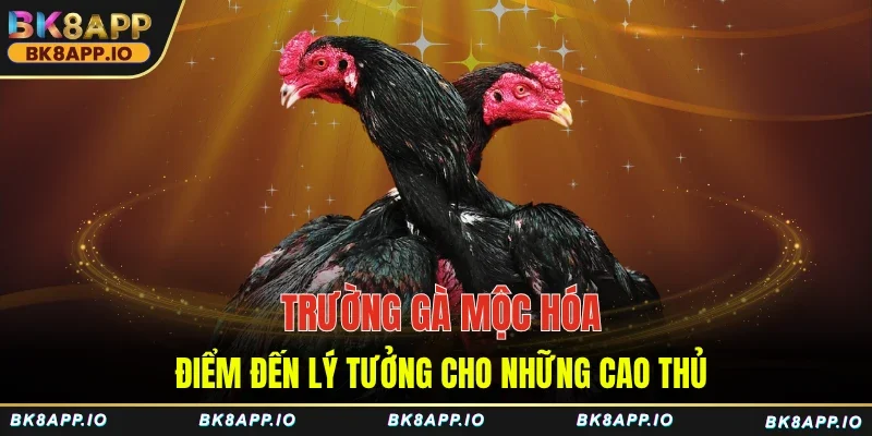 Trường Gà Mộc Hóa – Điểm Đến Lý Tưởng Cho Những Cao Thủ